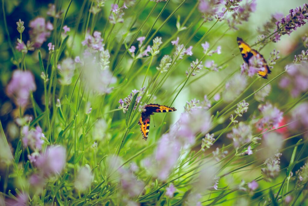 Lavender plants with butterflies 
