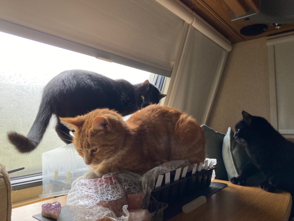 Cat sat on growing module whilst two other cats prowl to have their turn on the heated mat