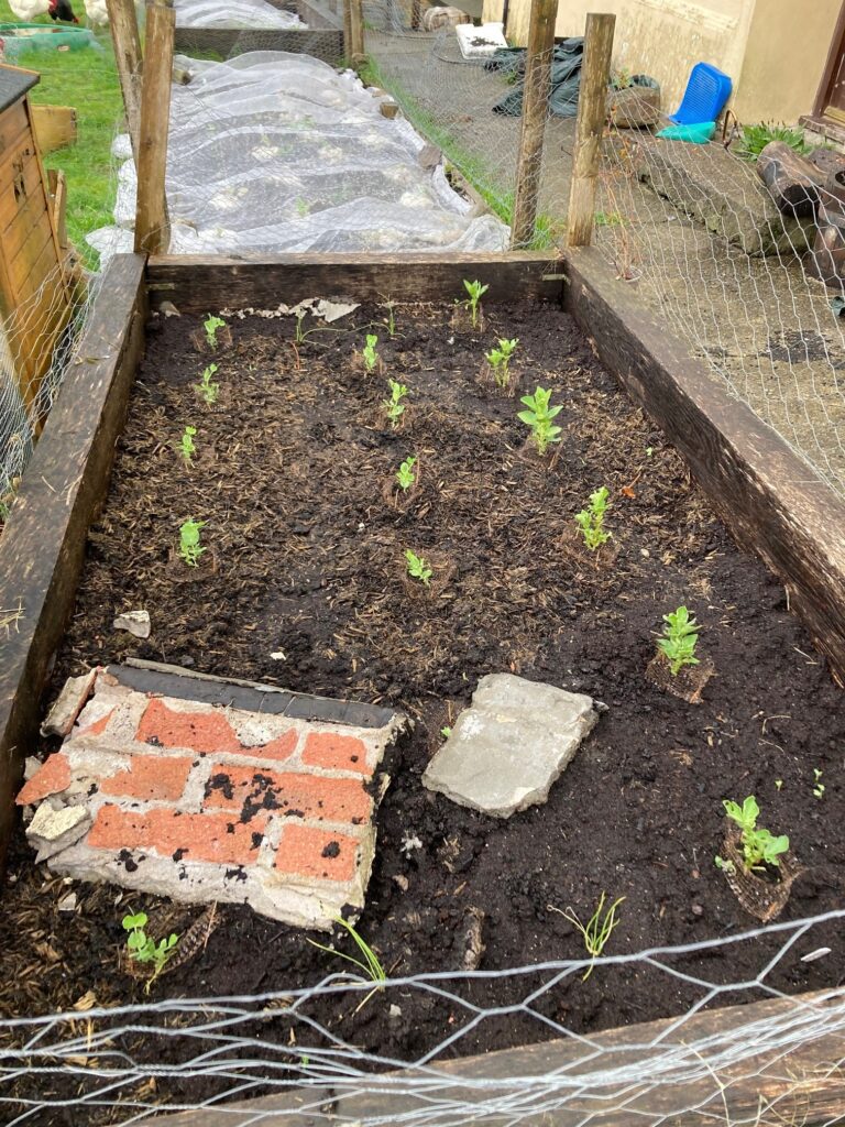 A garden bed with a fallen chimney