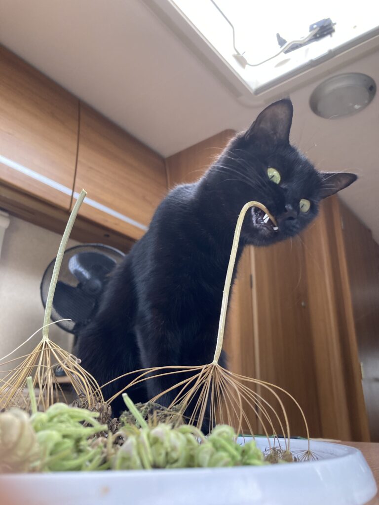 As cat biting a dried dill flower head in a mobile home designed for off grid and self sufficiency