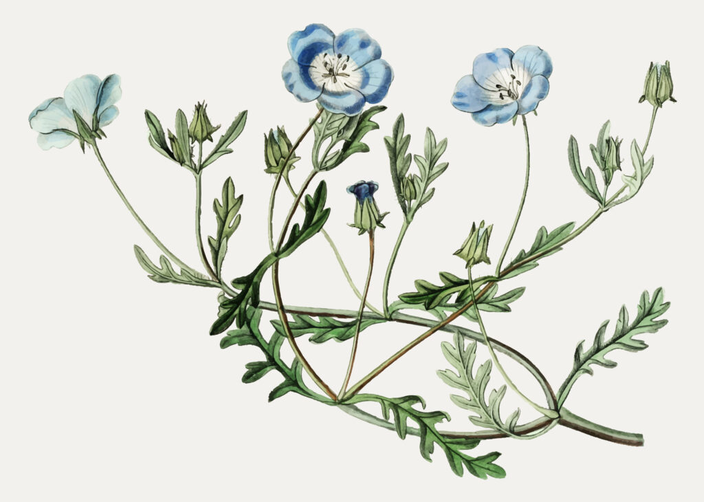 Botanical illustration of blue flowers on spindly stems