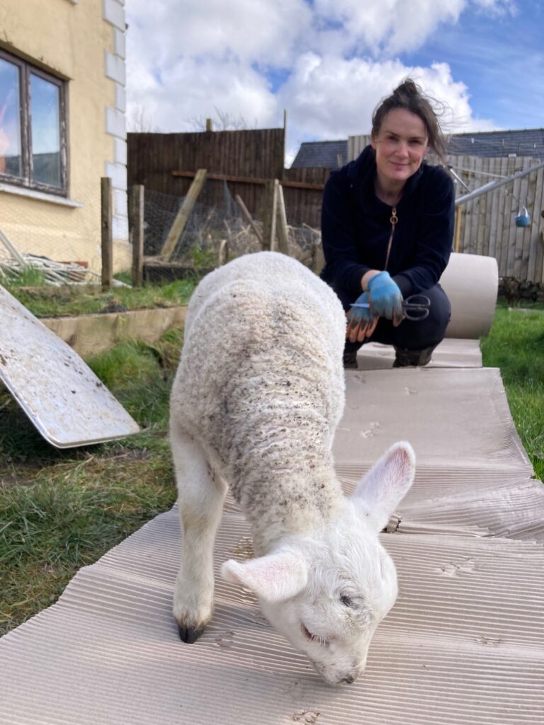 A lamb in the foreground and a lady in the background crouching and smiling