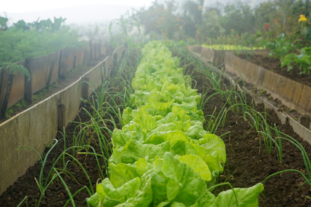 a row of lettuce and spring onions in a straight bed