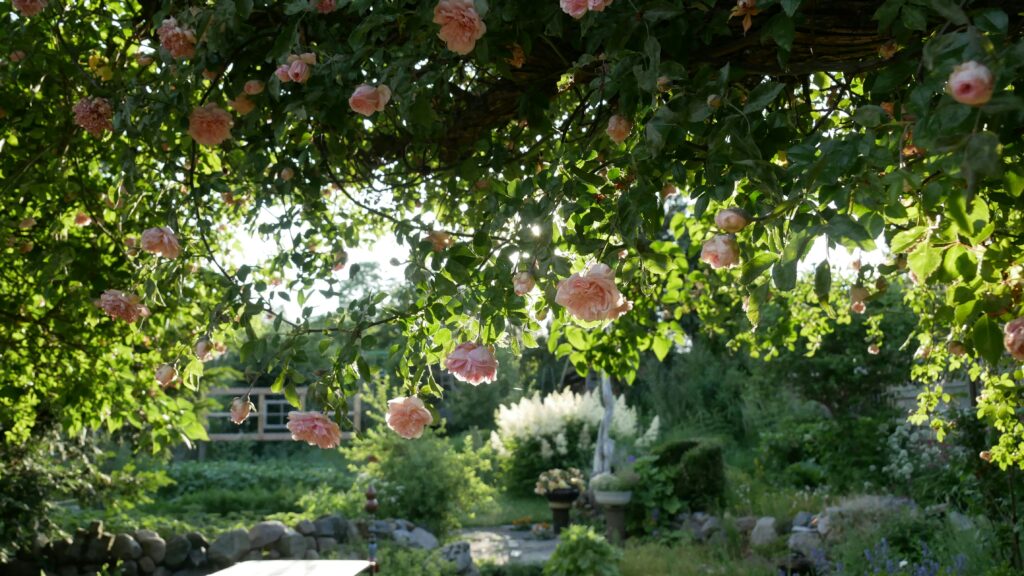 A permaculture garden with dappled sunlight and a tree canopy with rambling roses
