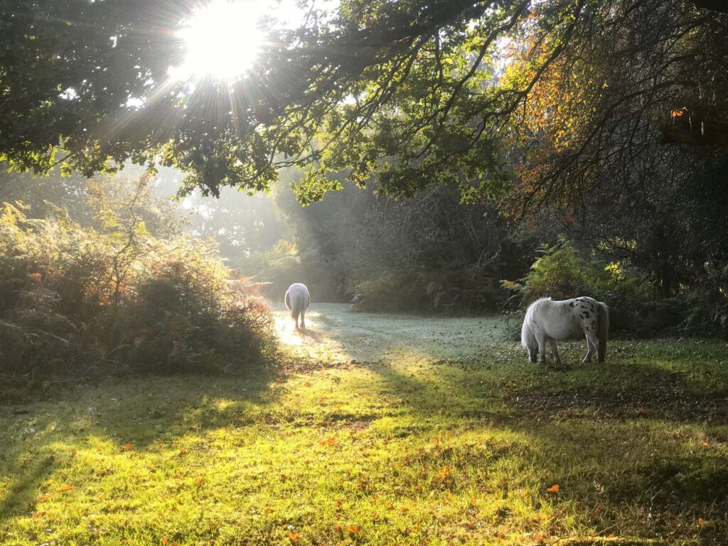 Ponies grazing in a forest with sunlight dappling through the trees as we look out from our mobile home living off grid and with self sufficiency