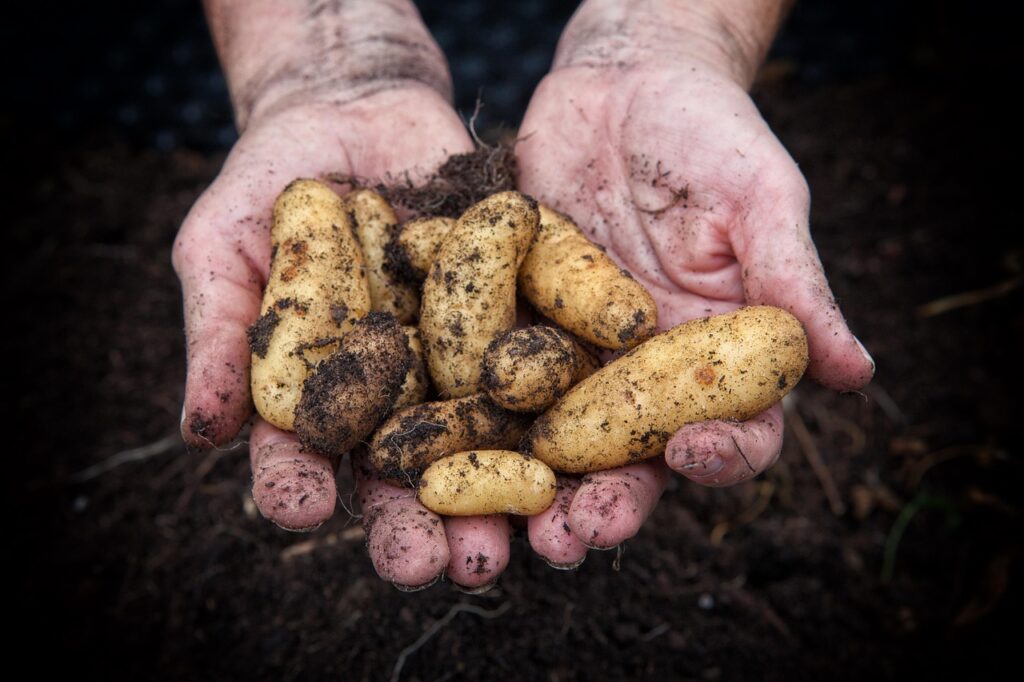 A pair of cupped hands holding some no dig off grid potatoes to show self sufficiency